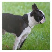 Hund Bostons Terrier Fliese (Vorderseite)