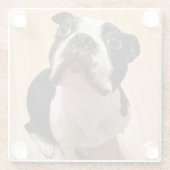 Hund Bostons Terrier Glasuntersetzer (Rückseite)