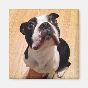 Hund Bostons Terrier Magnet
