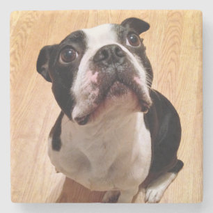 Hund Bostons Terrier Steinuntersetzer