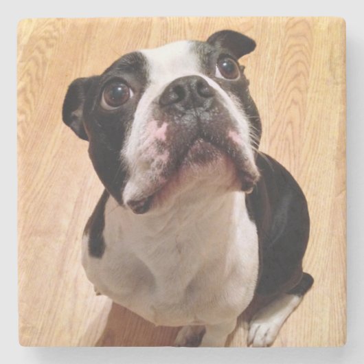 Hund Bostons Terrier Steinuntersetzer (Vorderseite)