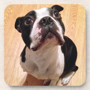 Hund Bostons Terrier Untersetzer