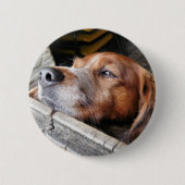 HUND BUTTON (Vorderseite)