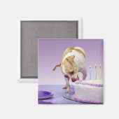 Hund (Chihuahua), der Geburtstagskuchen auf dem Ti Magnet (Vorderseite/Rückseite)