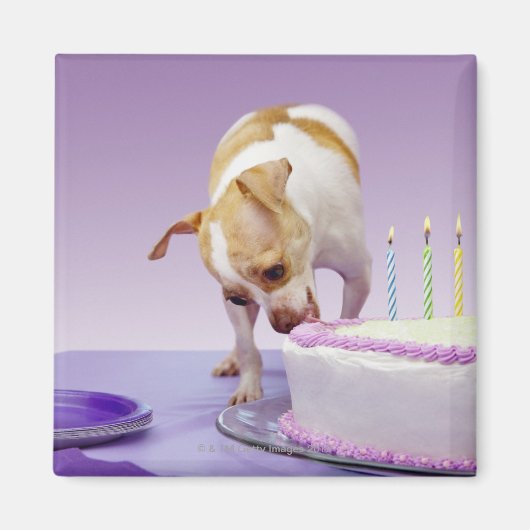 Hund (Chihuahua), der Geburtstagskuchen auf dem Ti Magnet (Vorne)