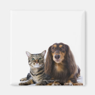 Hund (Dackel) und Katze (japanische Katze) auf Magnet