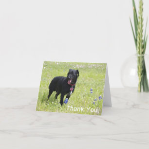 Hund Danke Karte