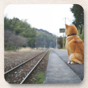 Hund, der auf Bahnstation sitzt Getränkeuntersetzer