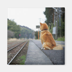 Hund, der auf Bahnstation sitzt Magnet