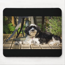 Hund, der auf Decking in der Sonne legt
