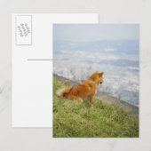 Hund, der auf den Hügel hinabschaut Postkarte (Vorne/Hinten)