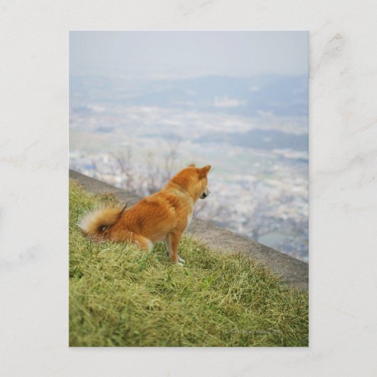 Hund, der auf den Hügel hinabschaut Postkarte (Vorderseite)