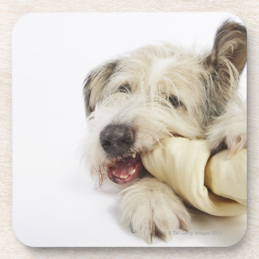 Hund, der auf Schlachthaut-Knochen kaut Getränkeuntersetzer (Vorderseite)