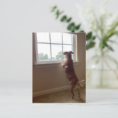 Hund, der aus dem Fenster Postkarte aussieht (Stehend Vorderseite)
