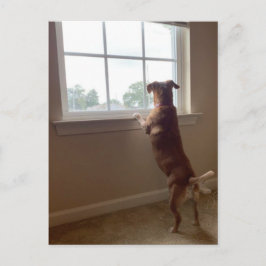 Hund, der aus dem Fenster Postkarte aussieht