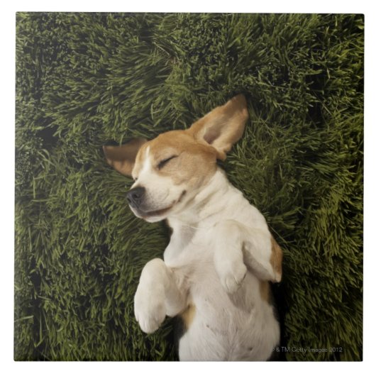 Hund, der beim Gras-Schlafen liegt Fliese (Vorderseite)