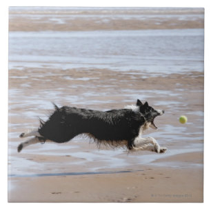Hund, der einen Ball am Strand jagt Fliese