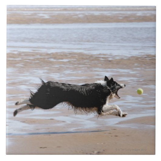 Hund, der einen Ball am Strand jagt Fliese (Vorderseite)