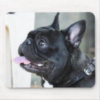 Hund der französischen Bulldogge