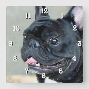 Hund der französischen Bulldogge Quadratische Wanduhr