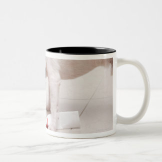 Hund, der hinunter ein Diplom schaut Zweifarbige Tasse
