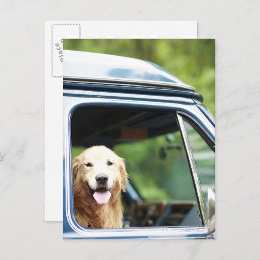 Hund, der im Auto sitzt Postkarte (Vorne/Hinten)