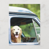 Hund, der im Auto sitzt Postkarte (Vorderseite)
