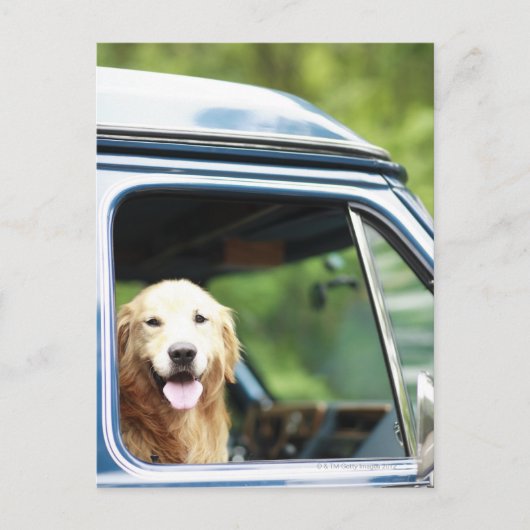Hund, der im Auto sitzt Postkarte (Vorderseite)