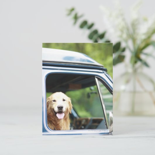 Hund, der im Auto sitzt Postkarte (Stehend Vorderseite)
