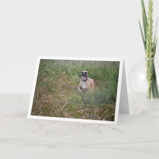 Hund, der im langen Gras läuft Karte (Vorderseite)