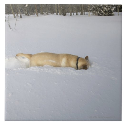 Hund, der im Schnee gräbt Fliese (Vorderseite)