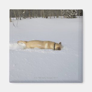 Hund, der im Schnee gräbt Magnet