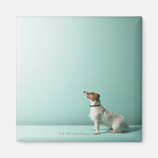 Hund, der in den Weltraum schaut Magnet (Vorne)