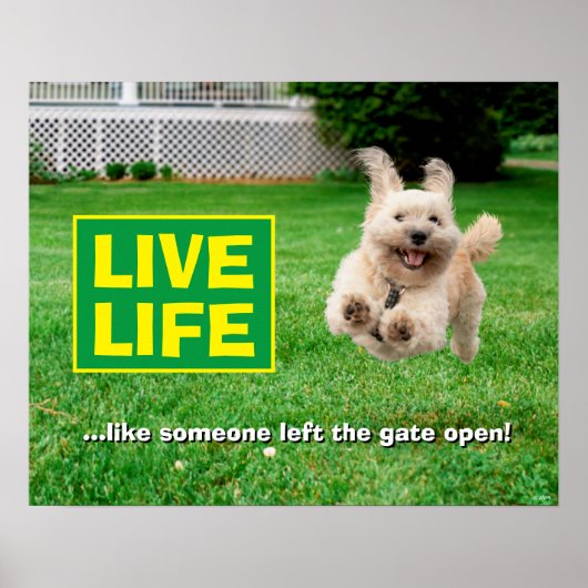 Hund, der in Hof läuft Poster (Vorne)