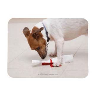 Hund, der nach einem Diplom sucht Magnet