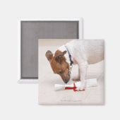 Hund, der nach einem Diplom sucht Magnet (Vorderseite/Rückseite)