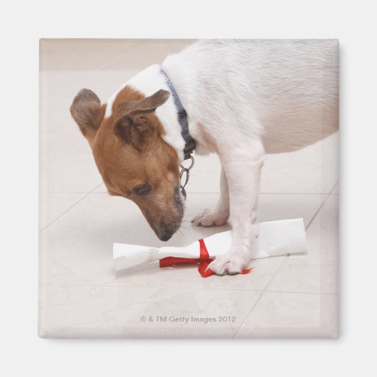 Hund, der nach einem Diplom sucht Magnet (Vorne)