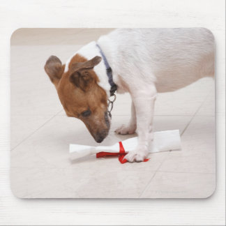 Hund, der nach einem Diplom sucht Mousepad