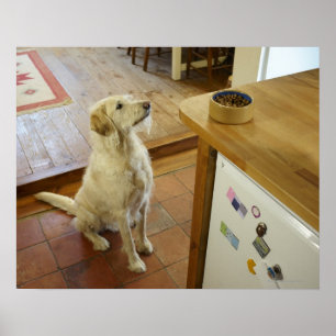 Hund, der Nahrung auf Tabelle betrachtet Poster