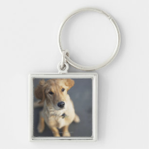 Hund, der oben, Nahaufnahme schaut Schlüsselanhänger