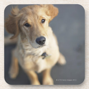 Hund, der oben schaut untersetzer