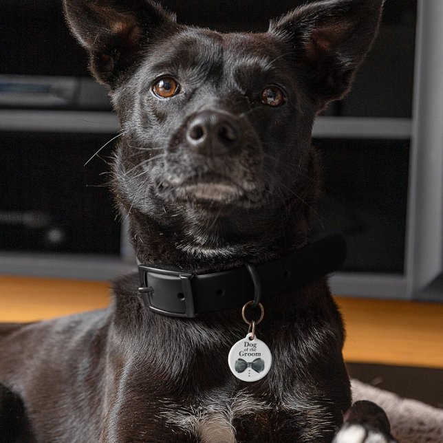 Hund des Raumes | Hund bei Hochzeit Haustiermarke (Von Creator hochgeladen)