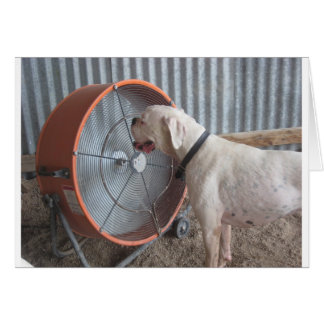 Hund - die Brise lieben
