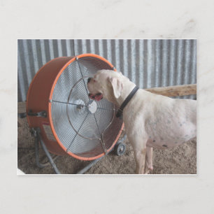 Hund - die Brise lieben Postkarte