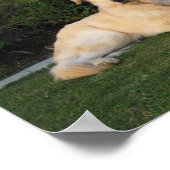 Hund entspannen poster (Ecke)