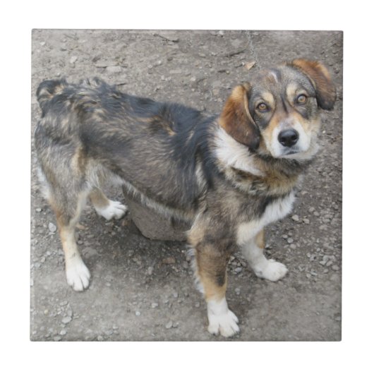 Hund Fliese (Vorderseite)