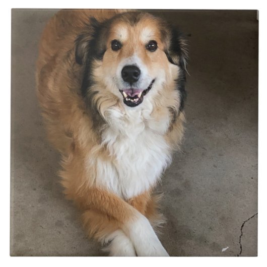 Hund fliese (Vorderseite)