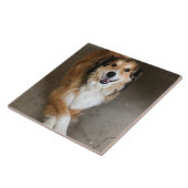 Hund fliese (Seite)