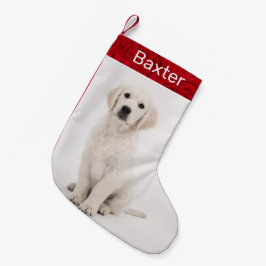 Hund Foto Holiday Golden Retriever Kleiner Weihnachtsstrumpf