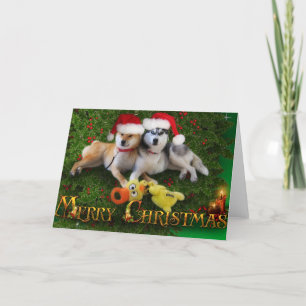 Hund Frohe Weihnachtskarte Feiertagskarte